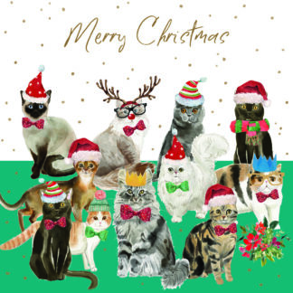 Cats at Christmas: Pack of 10 Christmas cards
